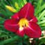 Hemerocallis Red Volunteer